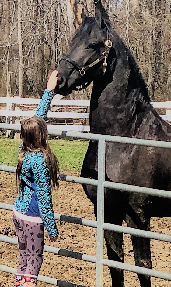 Friesian ENZO - Sold